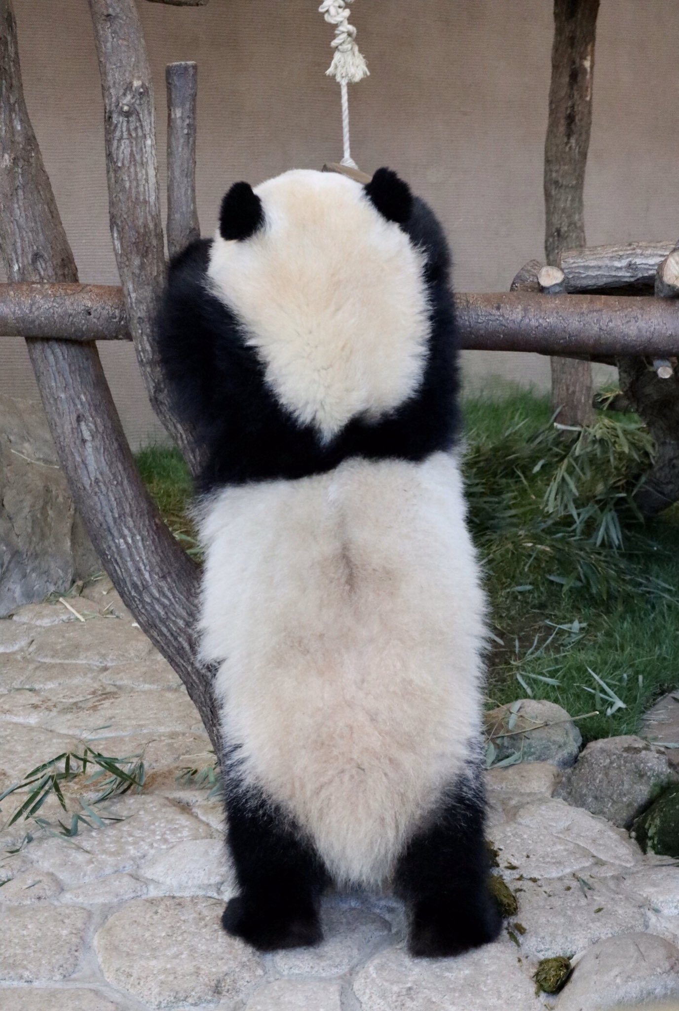 Halu 子パンダの後ろ姿の可愛さといったら シワがよるところも可愛いんです 彩浜 アドベンチャーワールド Panda T Co Fz3s7o3sl2 Twitter