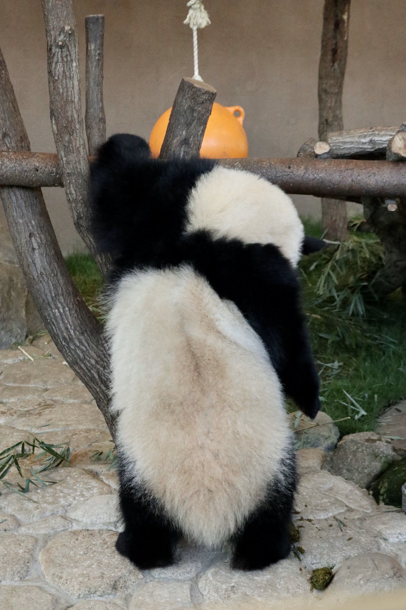 Halu 子パンダの後ろ姿の可愛さといったら シワがよるところも可愛いんです 彩浜 アドベンチャーワールド Panda T Co Fz3s7o3sl2 Twitter