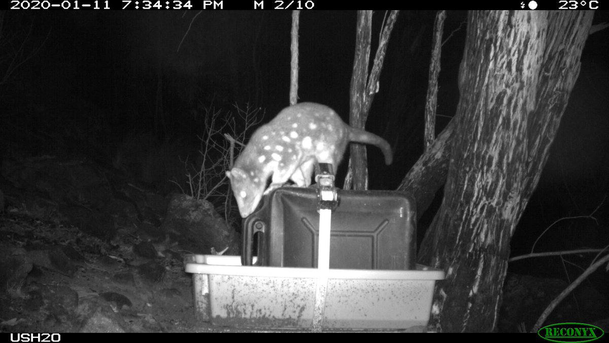 Rock wallaby colonies are important oases in our landscape. Our collective efforts to help #rockwallaby populations through #drought and #bushfire is directly helping many other species, such as #quolls that utilise the same structurally complex refugia #savingourspecies