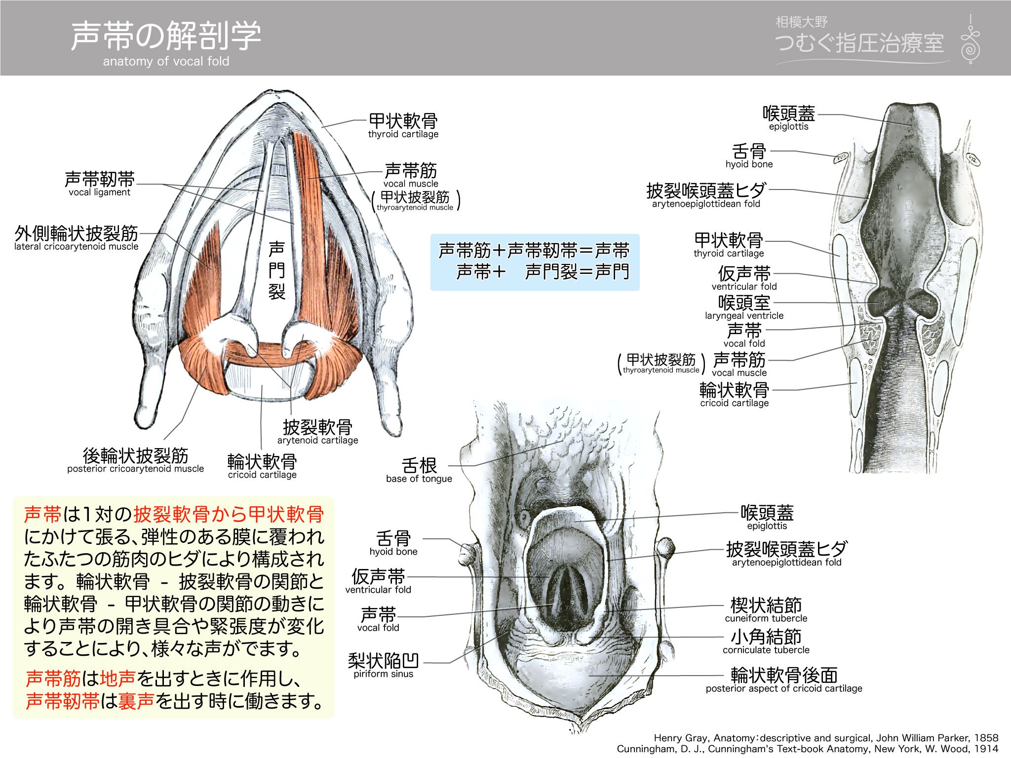 かずひろ先生 なるほど解剖学 声帯の解剖学 声帯筋 声帯靭帯 声帯 声帯 声門裂 声門 声帯は1対の披裂軟骨から甲状軟骨にかけて張る 弾性のある膜に覆われたふたつの筋肉のヒダにより構成されます 輪状軟骨 披裂軟骨と 輪状軟骨 甲状軟骨の