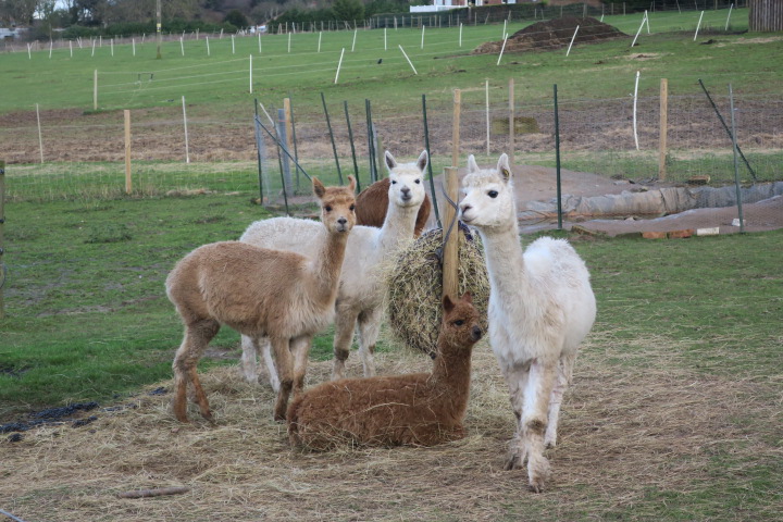 EntsCCC's tweet photo. Coming this February... Our brand new tour from Cromer Country Club, the Alpaca Experience with @bumblebarn. Our guests get to meet, feed and walk these amazing creatures. It is suitable for all ages and is sure to be a hit! @canny_media https://t.co/anHijWBVI3