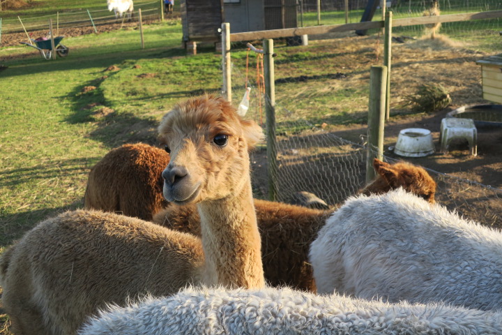 EntsCCC's tweet photo. Coming this February... Our brand new tour from Cromer Country Club, the Alpaca Experience with @bumblebarn. Our guests get to meet, feed and walk these amazing creatures. It is suitable for all ages and is sure to be a hit! @canny_media https://t.co/anHijWBVI3