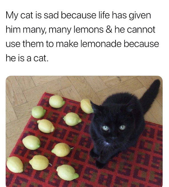 BlackMilkTweets's tweet photo. OMG poor kitty 😹

Source: unknown https://t.co/umSkF3NN8G