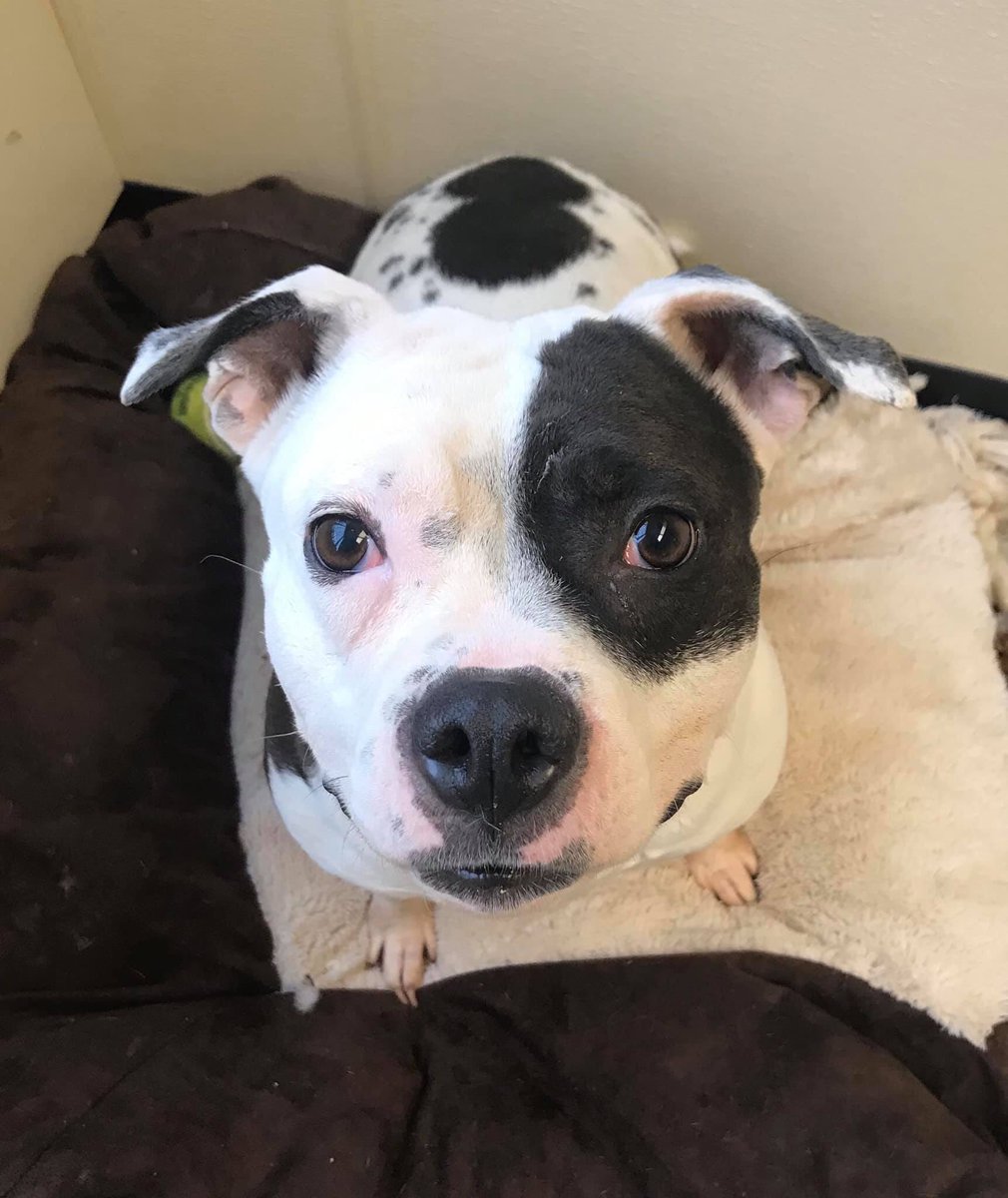 LucasCountyDogs's tweet photo. Little Hoopz may be small in stature but she has a big personality! This happy-go-lucky girl has quickly become a favorite at the shelter. It doesnβt hurt that she is absolutely adorable! #startastoryadopt #optoadopt #adoptme #pocketpitty #youwilladoptbetterintoledo #adoptabull https://t.co/YlZXWhrLNM