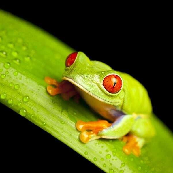 Red Eyed Green Tree Frog 🐸 #frog #wildlife #treefrog #frogs #instafrog #green #red #amphibian #amazon #rainforest #photooftheday #potd #canon #wildlife_perfection #iloveanimals #follow #share #travelawesome #beauty #kiss #canonuk ift.tt/2GiDUVc