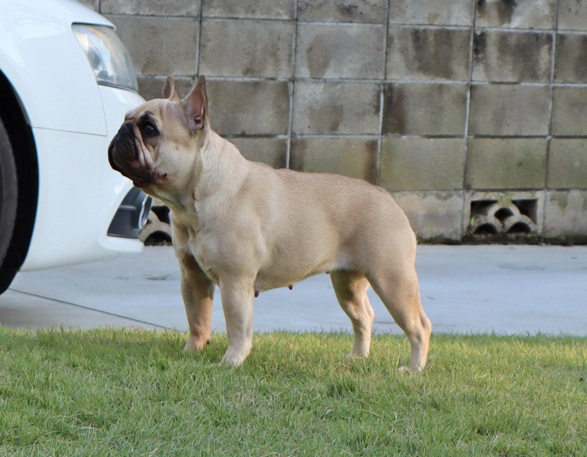 ile des pins フレンチブルドッグ専門 (Arrigo50269789) Twitter