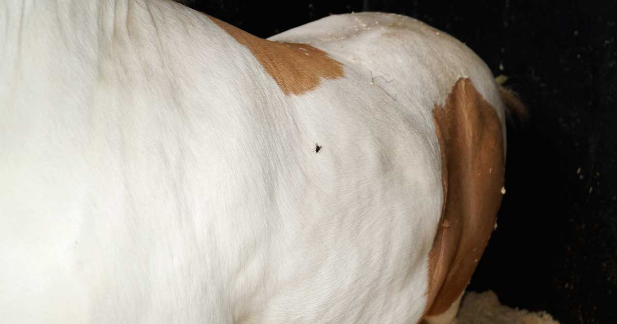 GoStowUK's tweet photo. Is the rise in equine obesity the greatest threat to equine welfare in the UK? 🐴 Obesity rates may be as high as 70% in some populations, and the condition is associated with morbidities, notably laminitis which could result in mortality. 😲 https://t.co/SJlTP6Vrj2 https://t.co/wlnQL0Z8l9