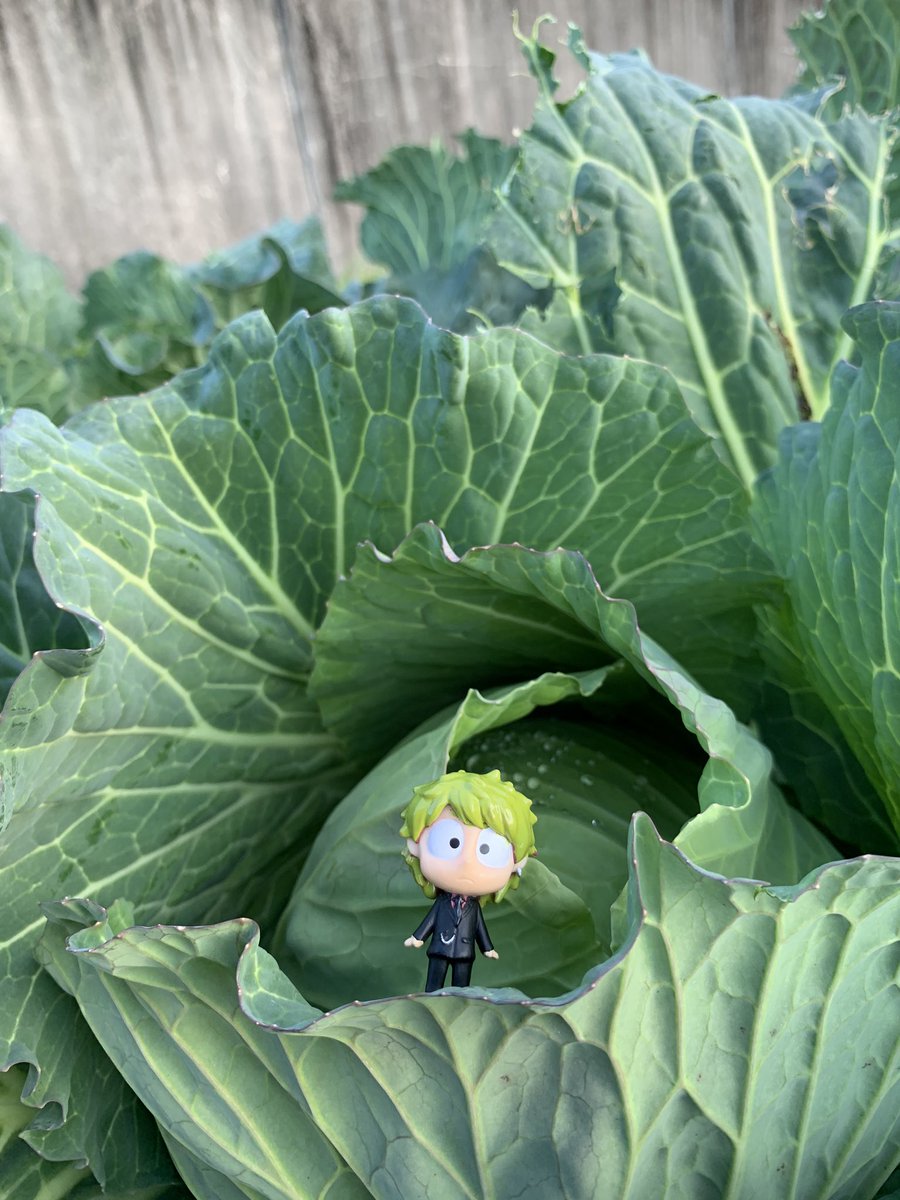 Raff ラフ レシア Earth 花言葉は 夢現 夢の共演 早瀬キャベツ 笑 笑 セカオワ Sekainoowari Fukase キャベ瀬 コラボ 早瀬