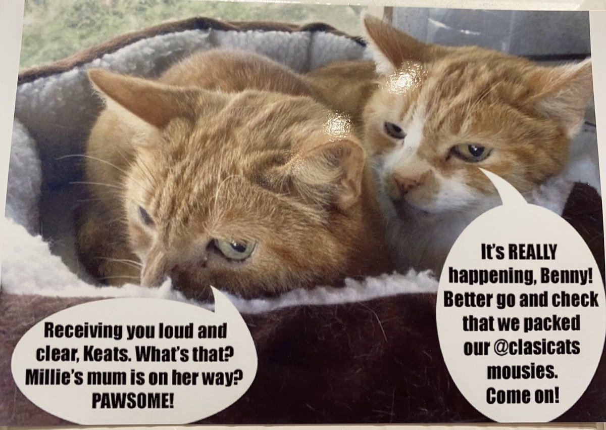 MillieMall's tweet photo. @MishaMischief @KeighleyCatCare @hamish_mccat @Argentologist @truekindhelpful Woo hoo! Happy Gotcha Day dear pals! ๐ฝ๐๐๐๐ We still display these reminders of #ProjectB2 in our kitchen! Amazing memories of a totally PAWSOME day! ๐ธ๐ธ https://t.co/LH45VV9vh1
