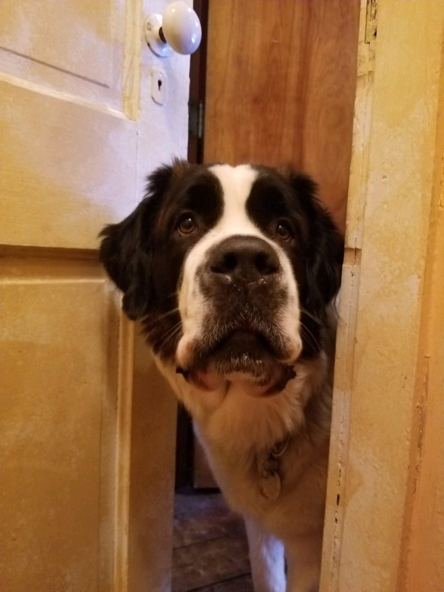 Dr_Baroopi's tweet image. ....But I miss you! #sayinghello #noprivacy #doglife