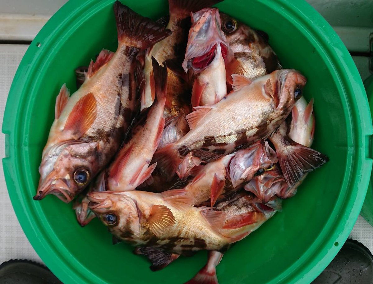 Sonzan Maru 1 22 本日の釣果 メバル釣り2時間位で25匹位 その後のタイ釣りはタイラバで 全然駄目でした 釣果情報 釣果 メバル そんざん丸 大洗