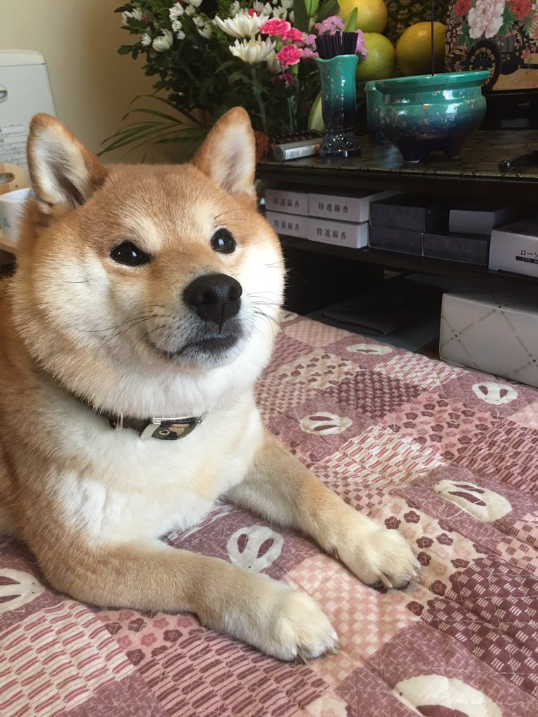 まめしばコタロー Auf Twitter 昨日 葬儀も終わり やっとコタロー母さんが自宅に帰って来ることが出来ました 皆様の温かい言葉 身に染みてます 有り難うございました コタローは こうしてずっとかあさんのそばにいます 柴犬 豆柴 ずっとそばに