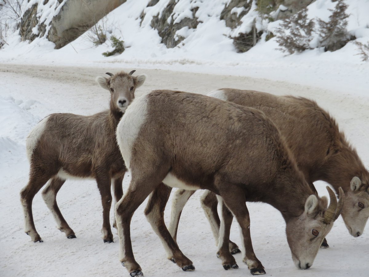 Saw these lil guys on the road to hot springs today. "kid" in the back giving me the eye.
#BritishColumbia #hotsprings #lussier #Canada #goats
