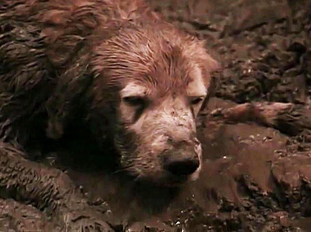 38. Homeward Bound (1993)