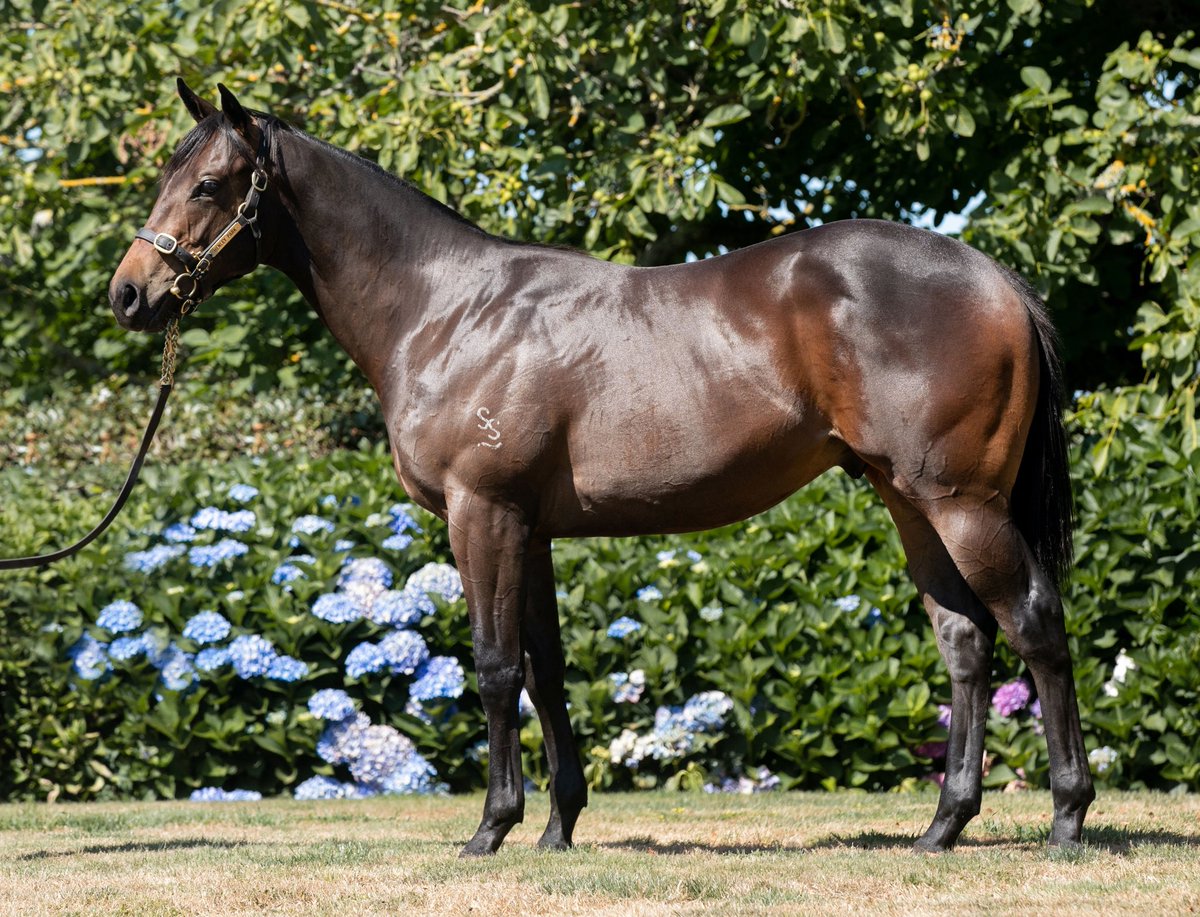henleypark1's tweet photo. Son of Choisir. Strong good walking early type. View lot 538 at Barn G. @KarakaChat #fastgrass https://t.co/uLc5FGVxFX