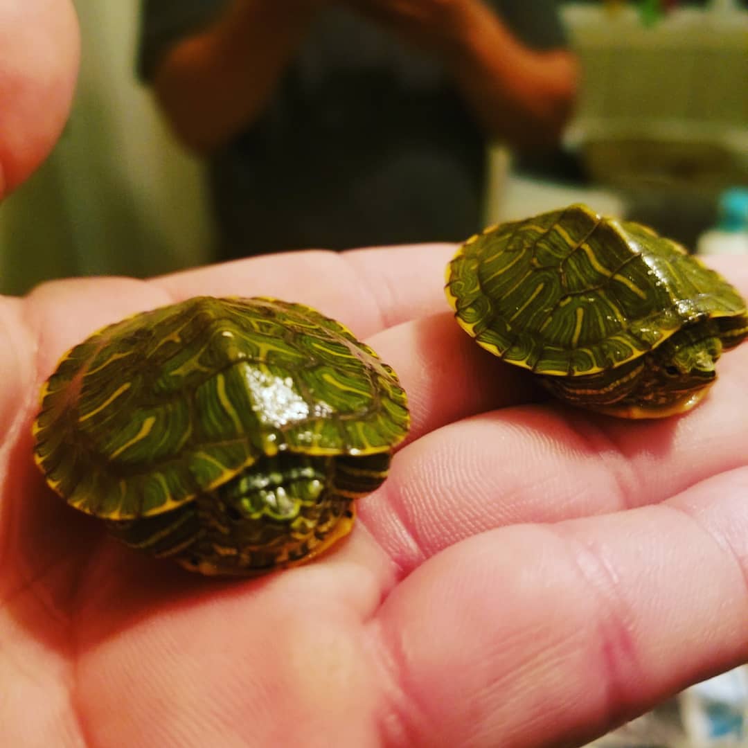 Dabbed_Drummer's tweet photo. Shiny fellas https://t.co/Fd5BXETnxu