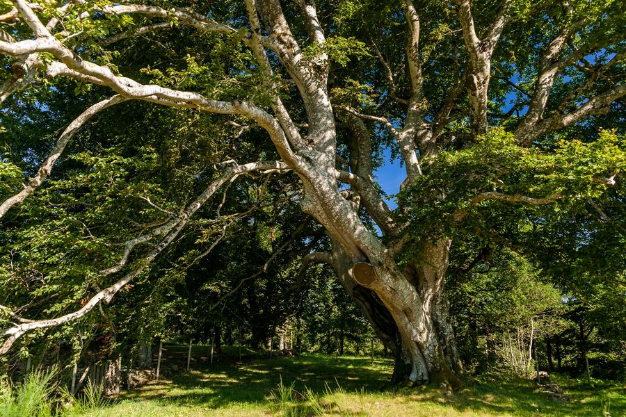 DenisCheissoux's tweet photo. [L'ARBRE DE L'ANNÉE]  Prix du public 2019
Le Hêtre de Saint-Jammes, doyen magnifique de la Montagne Noire à Sorèze dans le Tarn

#ETY #ArbreRemarquabledeFrance #Sorèze #Tarn #LoveTree #Occitania #Arbredelannee #FRANCE https://t.co/kjCuOIkFpl