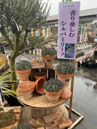 ジョイフル本田 ガーデンセンター Sur Twitter ガーデンセンターひたちなか店 ラベンダー グロッソ とても丈夫で鉢植え 庭植えでもよく育ちます 香りのあるシルバーリーフはお庭のアクセントに 夏にはお花も楽しめます オリーブとの相性バッチリ ジョイフル本田 ガーデンセンター Sur Twitter ガーデンセンターひたちなか店 ラベンダー グロッソ とても丈夫で鉢植え 庭植えでもよく育ちます 香りのあるシルバーリーフはお庭のアクセントに 夏にはお花も楽しめます オリーブとの相性バッチリ