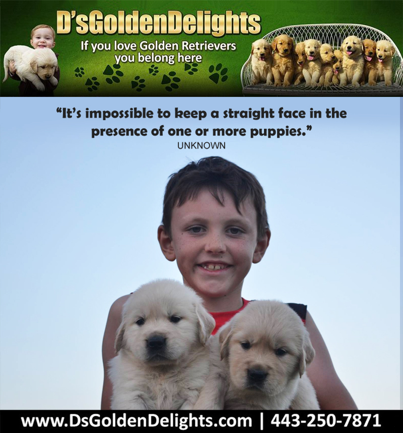 DsGolden_'s tweet image. “It’s impossible to keep a straight face in the presence of one or more puppies.” – Unknown
#dsgoldendelights