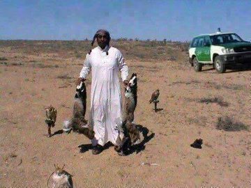 nadjibdifallah1's tweet photo. Dans le #Sahara algériens, les gazelles sont exterminées par les #Émiratis, une chasse massive..là-bas des animaux en voie de disparition..

Help please 🙏

#Algeria  #algérie https://t.co/gZiQkhZOOS