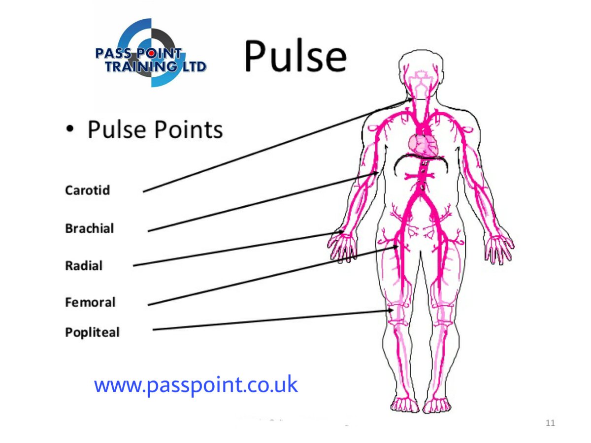 טוויטר \ Pass Point Training בטוויטר: "Pulse Points - Using Your First Two  Fingers, A Pulse Can Be Checked At These Sites On The Body. Only Use To  Monitor - Do Not טוויטר \ Pass Point Training בטוויטר: "Pulse Points - Using Your First Two  Fingers, A Pulse Can Be Checked At These Sites On The Body. Only Use To  Monitor - Do Not