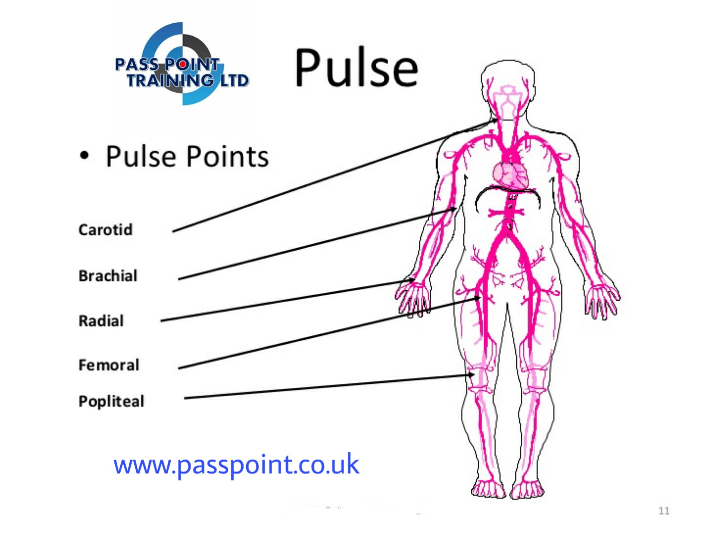 Brachial Pulse Point Biology Diagrams