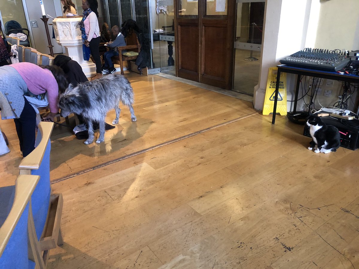 Black and white cat sitting upright looking at a large shaggy grey dog