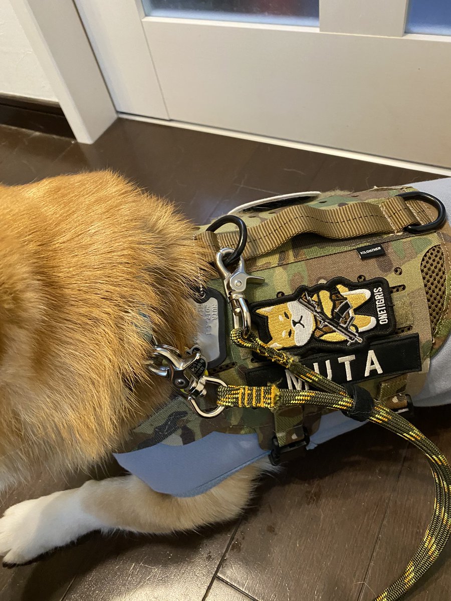 ムタさん シバーギー トトさん 猫 Kuromaru Owner さんのプレゼント企画で当選したリードが届きました 早速首輪とハーネスにつけて雨のやんでいる間に散歩へ 思っていた以上に手に馴染んでリードでのコミュニケーションも取りやすく 首輪とハーネス