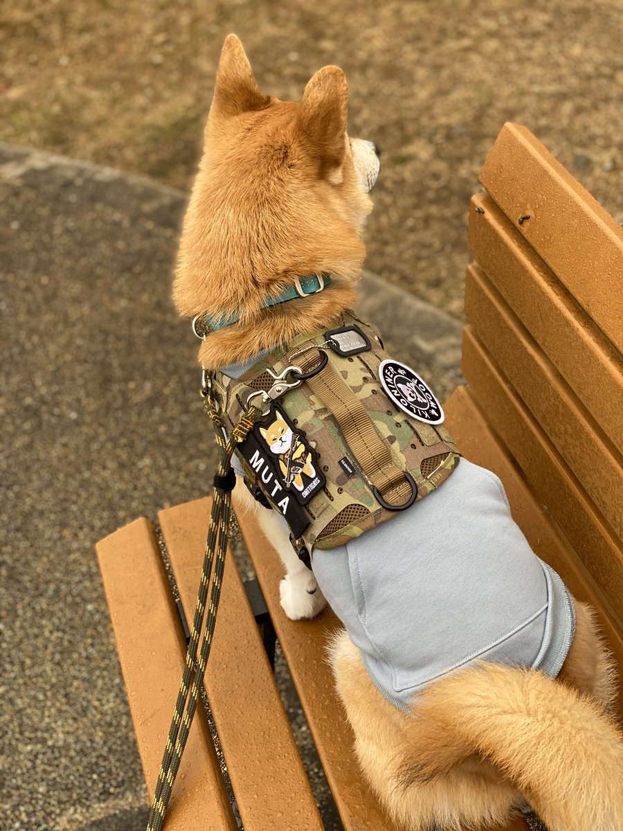 ムタさん シバーギー トトさん 猫 Kuromaru Owner さんのプレゼント企画で当選したリードが届きました 早速首輪とハーネスにつけて雨のやんでいる間に散歩へ 思っていた以上に手に馴染んでリードでのコミュニケーションも取りやすく 首輪とハーネス