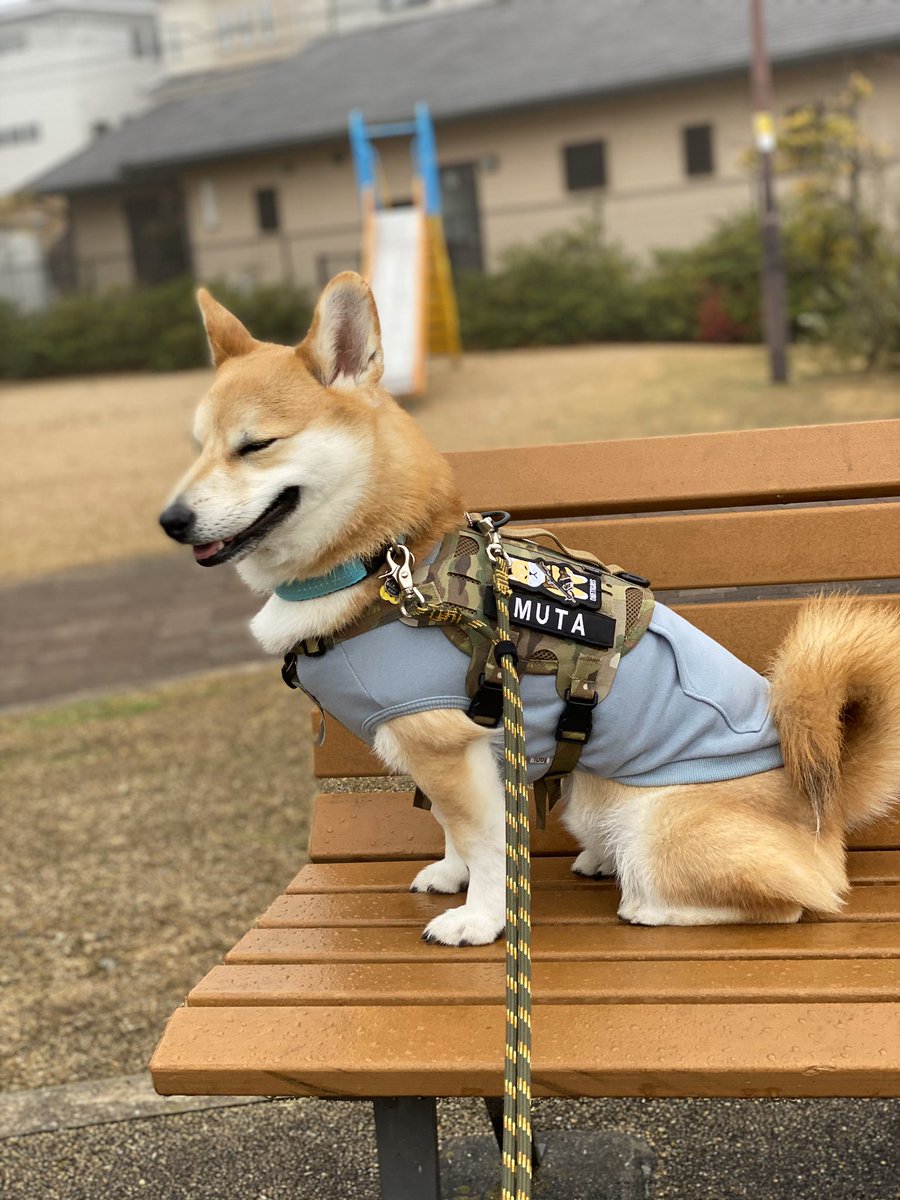 ムタさん シバーギー トトさん 猫 Kuromaru Owner さんのプレゼント企画で当選したリードが届きました 早速首輪とハーネスにつけて雨のやんでいる間に散歩へ 思っていた以上に手に馴染んでリードでのコミュニケーションも取りやすく 首輪とハーネス