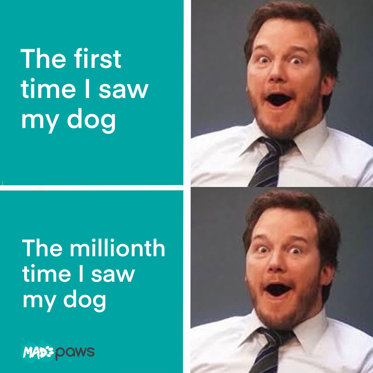 Mad Paws (@madpawsau) on Twitter photo 