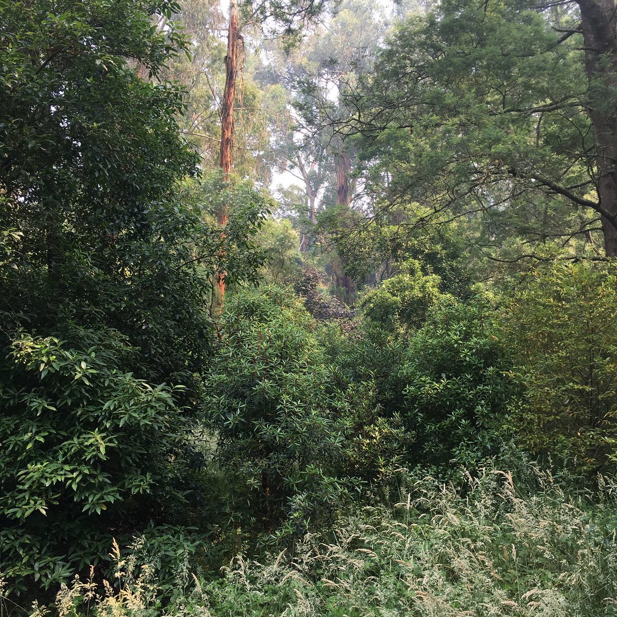 melbbushfood's tweet photo. Regenerative Agriculture doesn't have to be the exception, it should be the norm. Here's a picture of where we source our Pepperberries from - a space filled with wildlife free from pesticides, fungicides and herbicides. Good for you, and the environment #bushfood #pepperberry https://t.co/3wlhvIq0xL