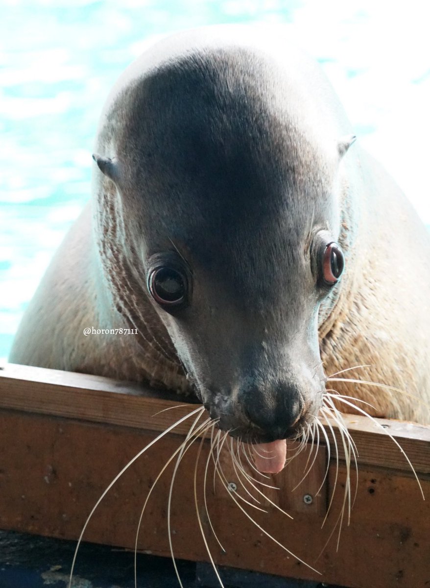 Uzivatel 空守ホロン Na Twitteru トドガールズかわいいでしょ トド 桂浜水族館