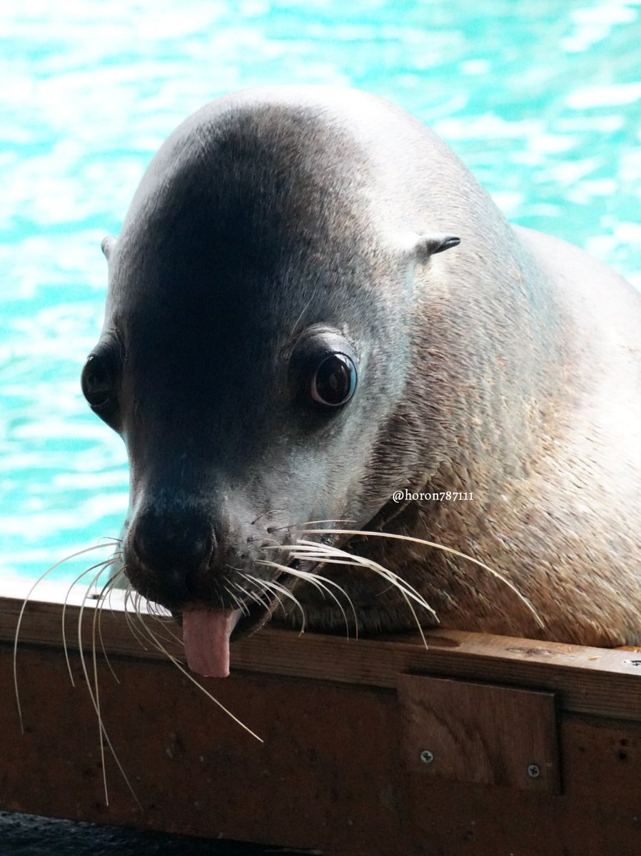 空守ホロン On Twitter トドガールズかわいいでしょ トド 桂浜水族館