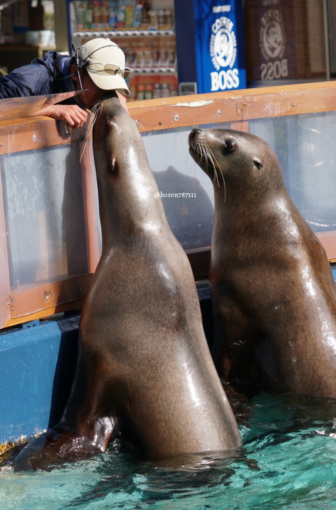 Twitter 上的 空守ホロン トドガールズかわいいでしょ トド 桂浜水族館 T Co Uelql7mib1 Twitter