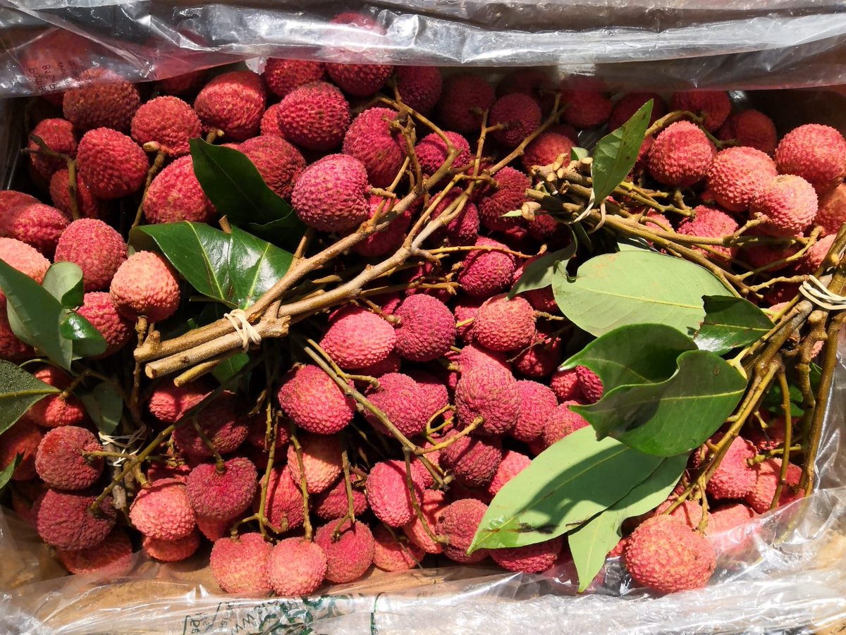 FirstChoiceVeg's tweet photo. Lychees on the branch don’t they look stunning 👍 will be arriving fri night available to you our customers sat morning so place your orders #lychee #lychees #lycheesonthebranch #hospitality #fruitbaskets #chef #chefs #executivechefs #foodporn @thechefsforum @gbchefs @DunkyJP https://t.co/zv7W50nxNu