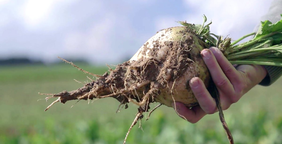 SugarEurope's tweet photo. Discover good practices on Plant Protection 💡🌱: 
✅crop rotation
✅choice of varieties
✅seed treatment
✅weed control
✅monitoring

Follow #BreakfastCycle with @AgriProgress https://t.co/ukbaoYBmBI
