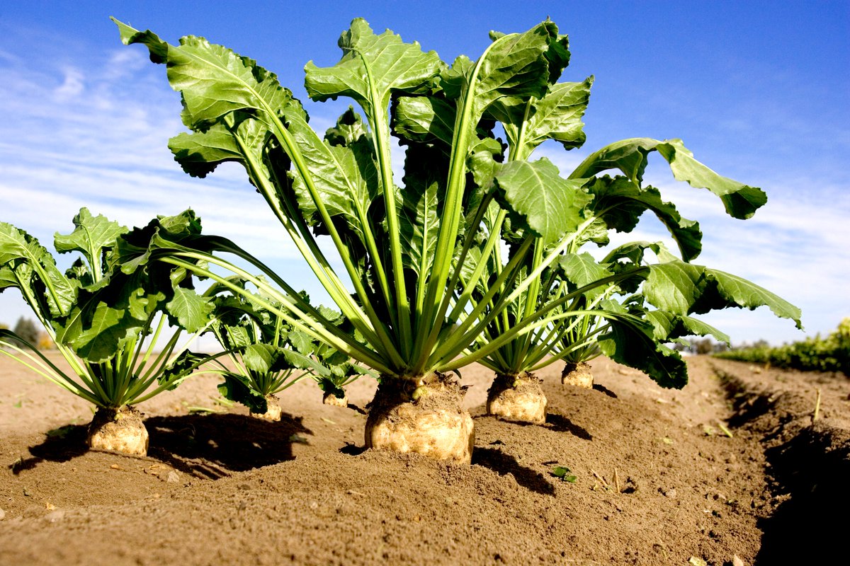 SugarEurope's tweet photo. Discover good practices on Plant Protection 💡🌱: 
✅crop rotation
✅choice of varieties
✅seed treatment
✅weed control
✅monitoring

Follow #BreakfastCycle with @AgriProgress https://t.co/ukbaoYBmBI