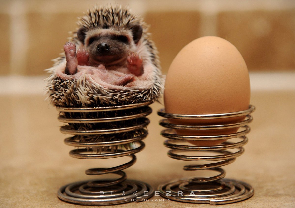 The weather is drab, so here's a picture of a Pygmy Hedgehog to brighten up your day. 

I'll be telling the memorable story behind this shot and many others at 'Human' on June 17th at <a href="/JW3London/">JW3</a>.