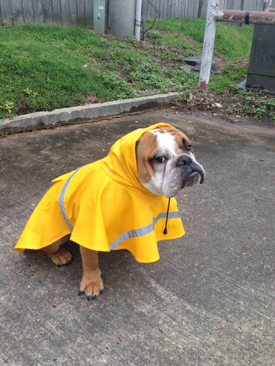 SteveHortman's tweet photo. "Yep, The FORECAST calls for...
-you guessed it- ...MORE RAIN !" https://t.co/hviqAfRD6r