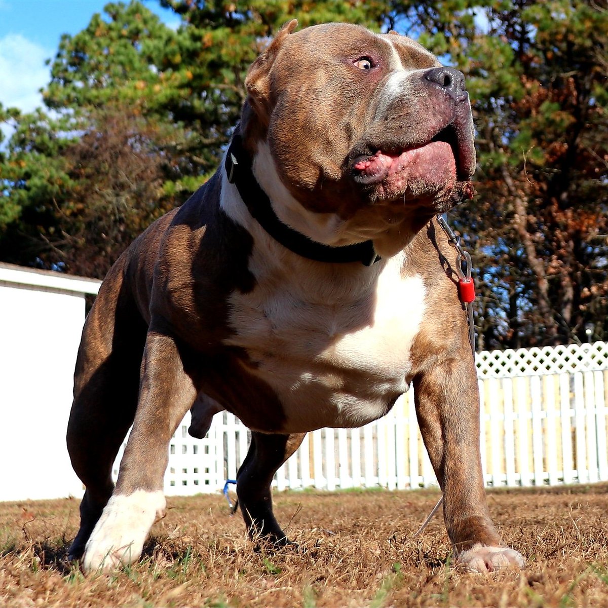 snowstormkennel's tweet photo. Keep a wide stance, and your head on a swivel. 🦍💥💯💪🐾👍🏾😱
#snowstormbullies #snowstormbloodline #snowstorm #americanbully #theabkc #xlbully #bully #ukc #dogsofinstagram #dog #bullylifetv #puppy #bullybreed #bullylife #gottiline #bullies #pitbulls #bullylove #love #instabully https://t.co/a3LWB9Vgvi