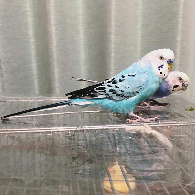 suzitoriji's tweet photo. インコ男子の尾って長いよね…🐟
#ぴーこ #あお #いんこすたぐらむ #セキセイインコ #ふわもこ部 #budgerigar #budgerigarlover #budgerigarsofinstagram #parakeet #bird #birds #Official鯖男dism #鯖男 https://t.co/J7pLOtJnpp https://t.co/RGuLTZlQsQ