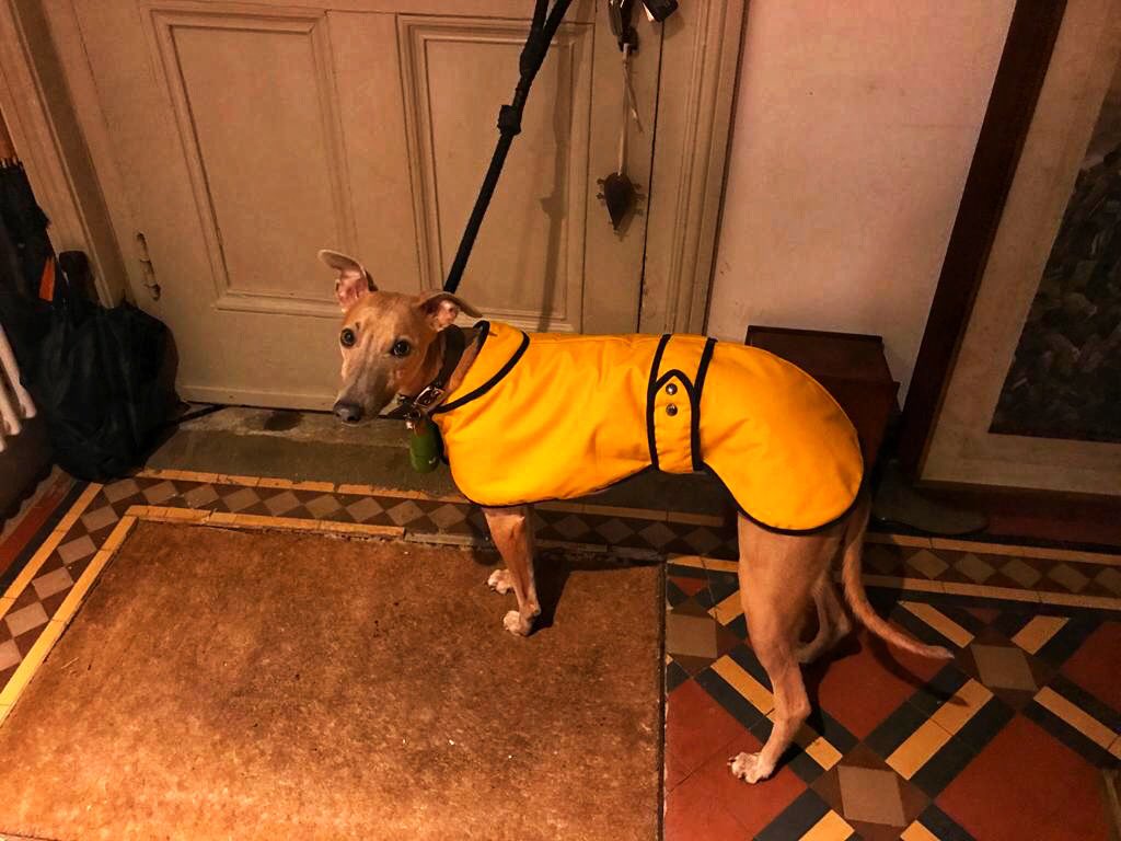 Whippet in wolves colours
