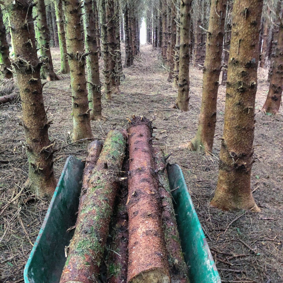 NaturalSalena's tweet photo. A day in the woods planning our wood for next winter and connecting with the deliciously fragrant pine wood. Youβll find nature even in the heart of the city. How are you getting your daily dose of nature connection today? #treemedicine #naturemedicine #selfsufficient #offgrid https://t.co/cXfhtCQpzX