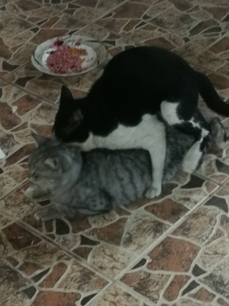 حسافة تربيتي فيج ياقطوتي بوسي بنت لوسي هذي تاليتها القطاوة عليج بالدور ياريت عاد الدور تذاكر بفلوس وماتستحين قدام عيون معزبك
وااخزياه بس ياعيب الشوم عليج ياخسارة التونات فيج كل يوم😂