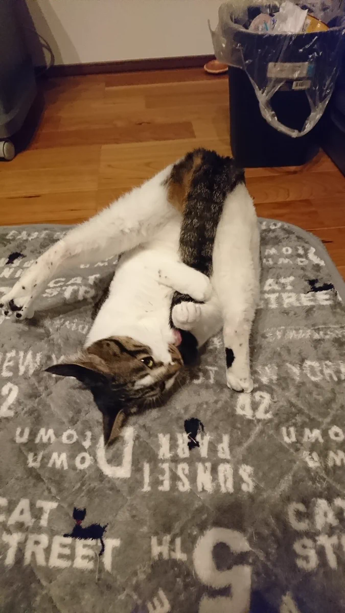 スゴい体勢で毛繕いする猫？超アクロバティックwww