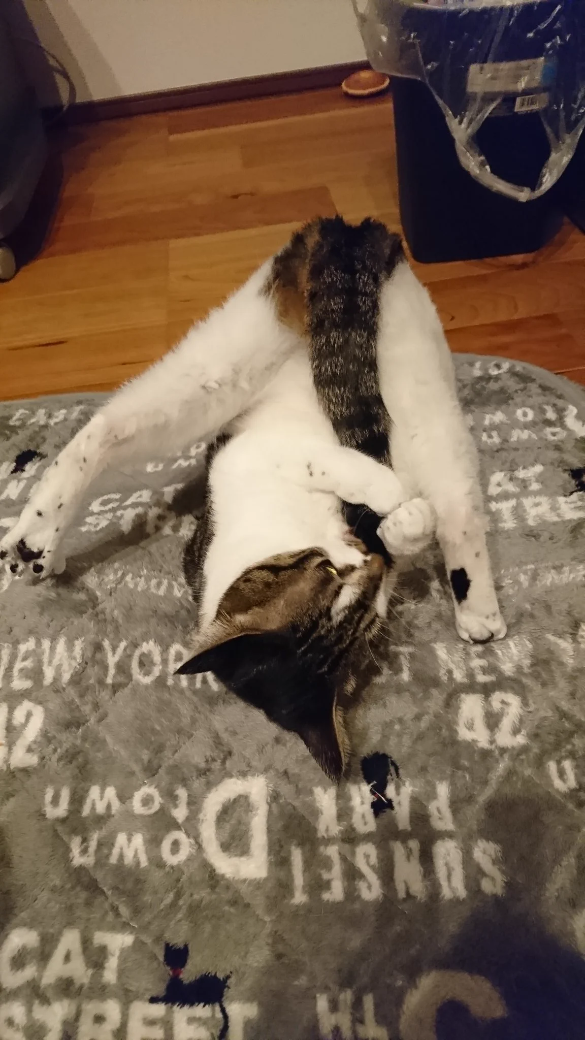 スゴい体勢で毛繕いする猫？超アクロバティックwww