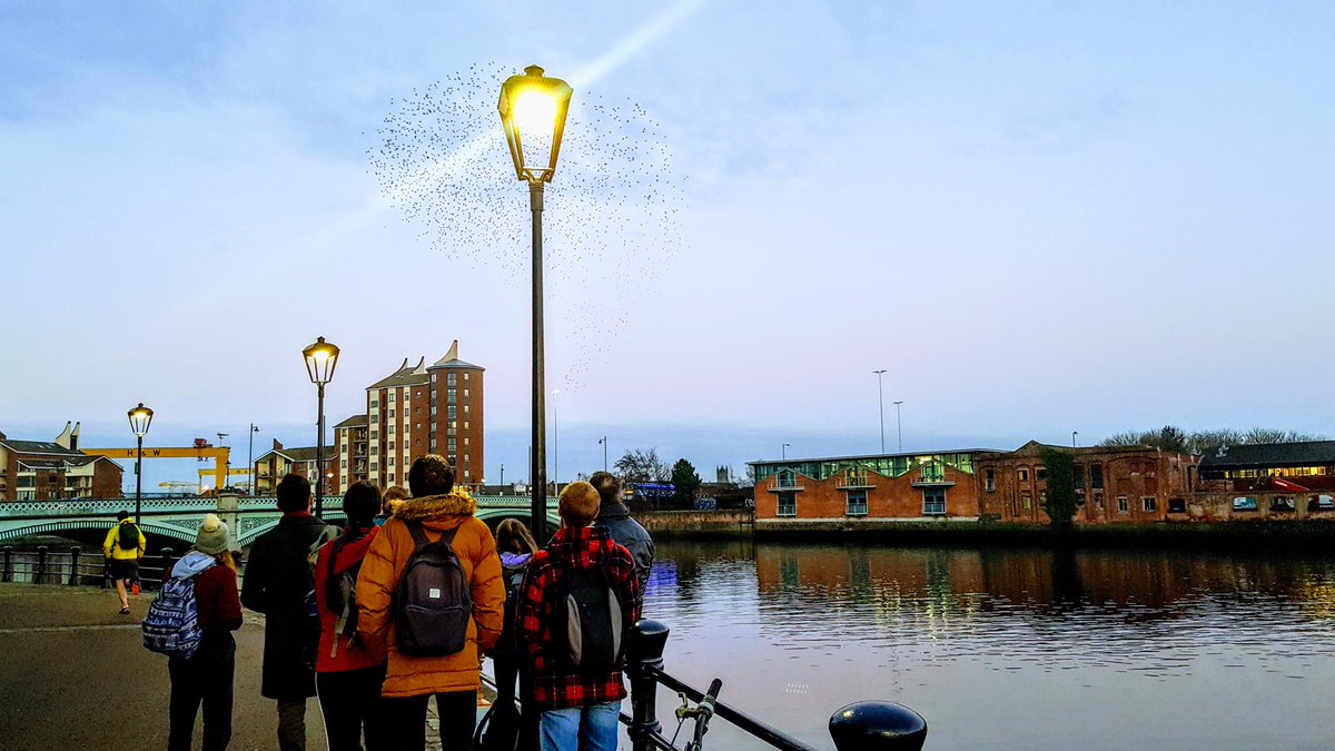 PerlaJMansour's tweet image. Beautiful setting by the Lagan yesterday watching the starling murmuration. #urbanwildlife #sunsetflocking #ecoman