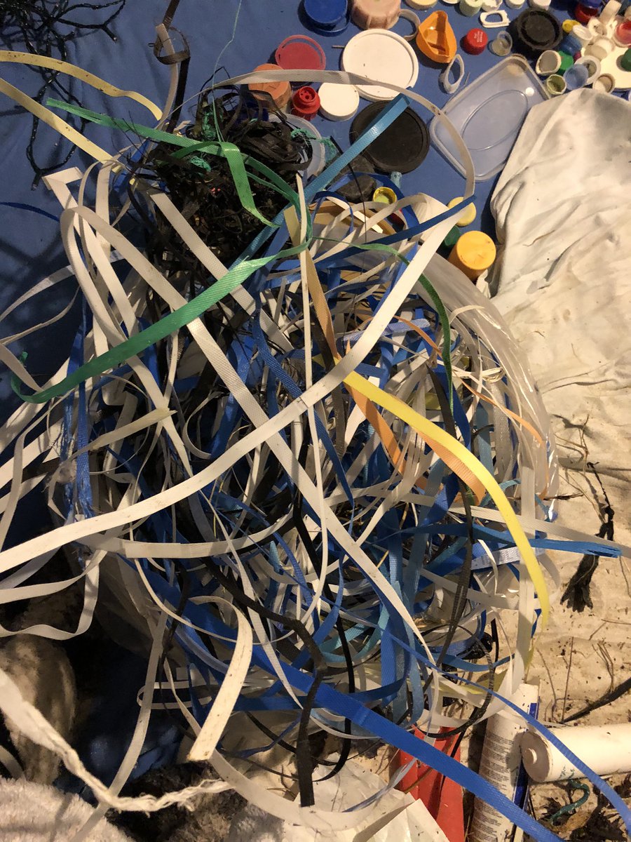 SuilanSpink's tweet photo. 139 #packagingstraps #strappingbands in one dumping storm ~ 100m of #beach where do they all come from? #stop #ghosting #building #fishing #deliveries #ClimateChange #convenience needs addressed #GenerationSea #seasourfuture @marinescotland @sascampaigns @GreenerScotland @mcsuk https://t.co/pczpqYYFi2