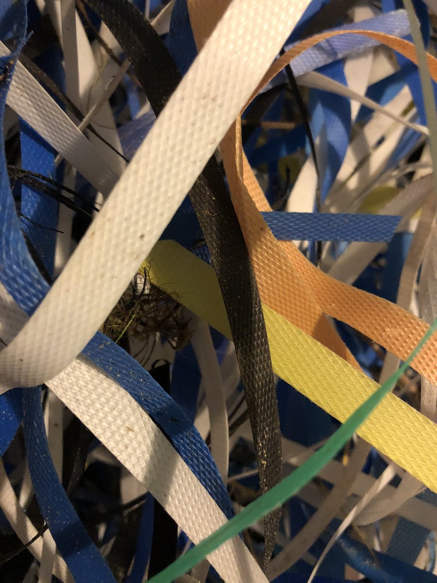 SuilanSpink's tweet photo. 139 #packagingstraps #strappingbands in one dumping storm ~ 100m of #beach where do they all come from? #stop #ghosting #building #fishing #deliveries #ClimateChange #convenience needs addressed #GenerationSea #seasourfuture @marinescotland @sascampaigns @GreenerScotland @mcsuk https://t.co/pczpqYYFi2